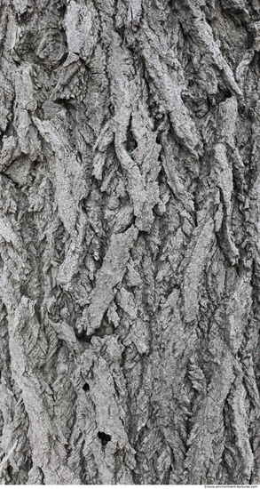 Tree Bark