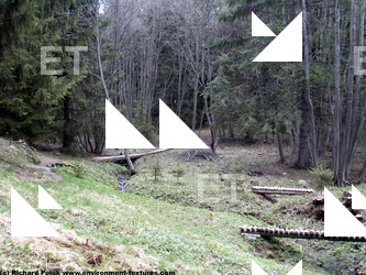 Photo Textures of Background Forest