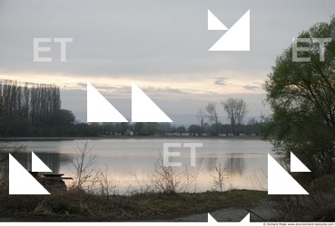 Photo Reference of Background Forest