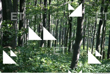 Photo Reference of Background Nature