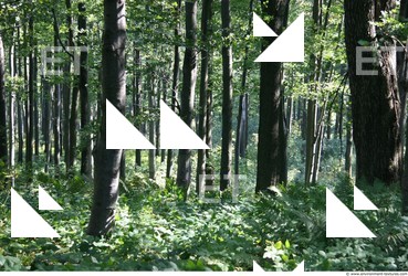 Photo Textures of Background Forest