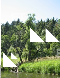 Photo Reference of Background Forest