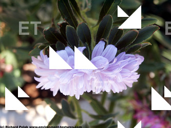 Photo Textures of Flowers