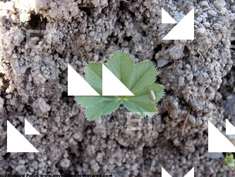 Photo Texture of Leaves