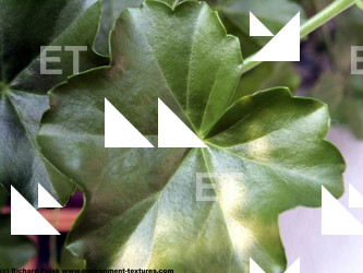 Photo Texture of Leaves