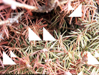 Photo Textures of Groundplants