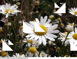 Photo Textures of Flowers
