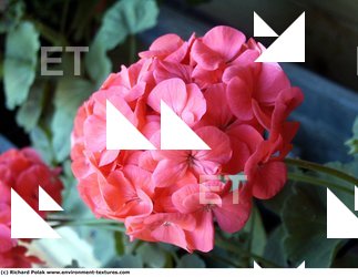 Photo Textures of Flowers