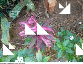 Photo Textures of Flowers