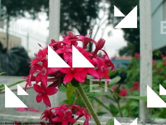 Photo Textures of Flowers