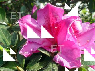 Photo Textures of Flowers