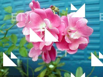 Photo Textures of Flowers