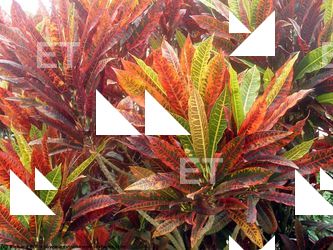 Photo Textures of Flowers