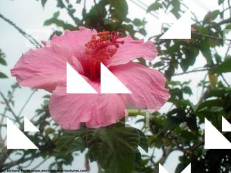 Photo Textures of Flowers