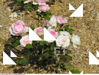 Photo Textures of Flowers