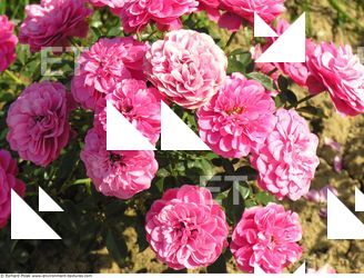 Photo Textures of Flowers