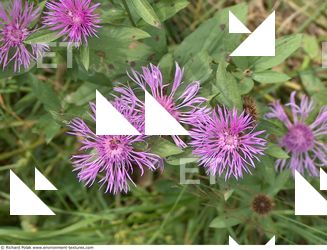 Photo Textures of Flowers