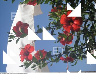 Photo Textures of Flowers