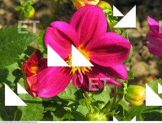 Photo Textures of Flowers