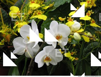 Photo Textures of Flowers