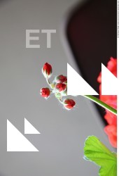Photo Textures of Flowers