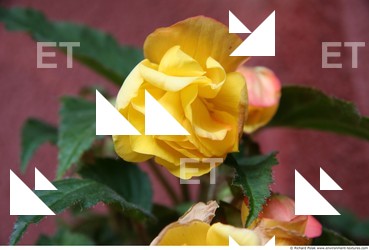 Photo Textures of Flowers