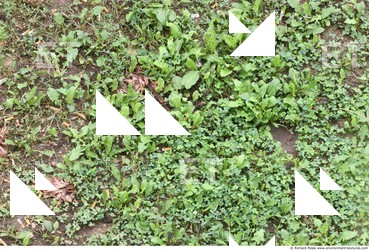 Photo Textures of Grass