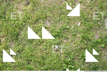 Photo Textures of Grass