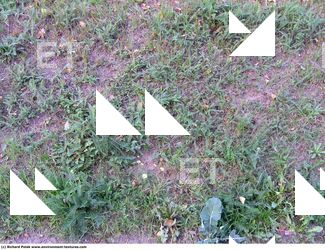 Photo Textures of Groundplants