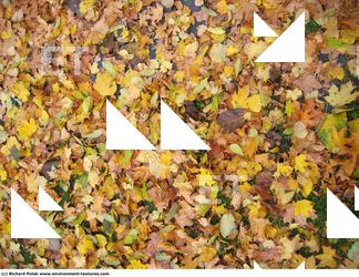 Photo Textures of Leaves Dead