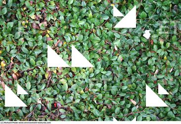 Photo Textures of Hedge