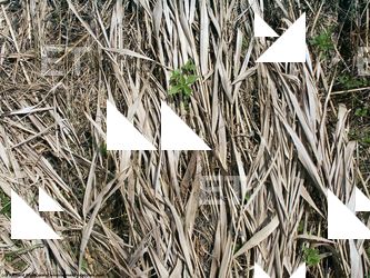 Photo Textures of Grass Dead