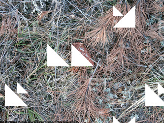 Photo Textures of Plants