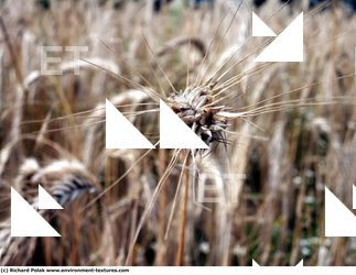 Photo Textures of Plants Fields