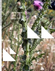 Photo Textures of Thistle