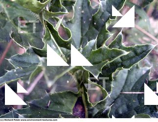 Photo Textures of Thistle