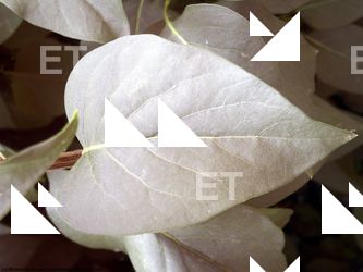 Photo Textures of Plants