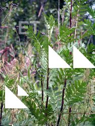 Photo Textures of Plants