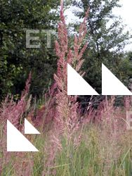 Photo Textures of Plants