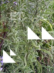 Photo Textures of Plants