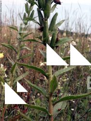 Photo Textures of Plants