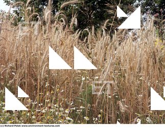 Photo Textures of Plants Fields