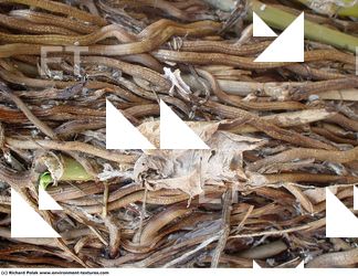 Photo Textures of Grass Dead