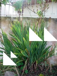 Photo Textures of Plants