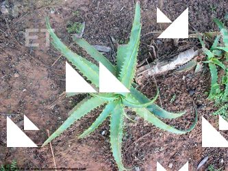 Photo Textures of Plants