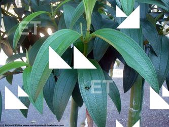 Photo Textures of Plants