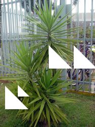 Photo Textures of Plants