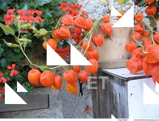 Photo Textures of Flowers