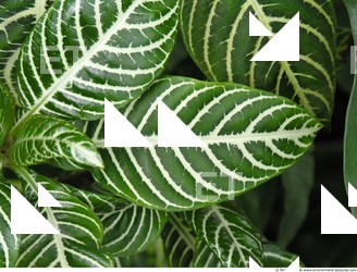 Photo Texture of Leaves