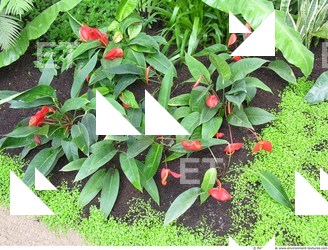 Photo Textures of Plants